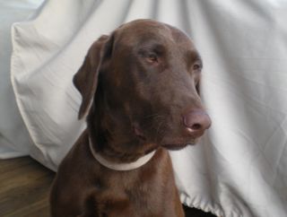 Chocolate Lab