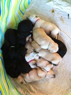 Puppies Week 3
