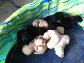 Puppies Week 3