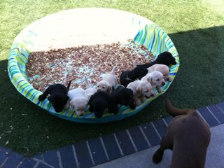 puppies week 5