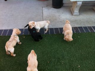 Puppies Week 6