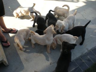 puppieswk8